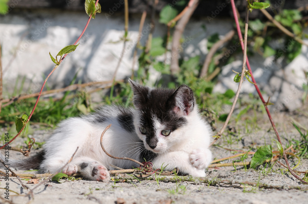 Fototapeta premium kitten lying in the nature