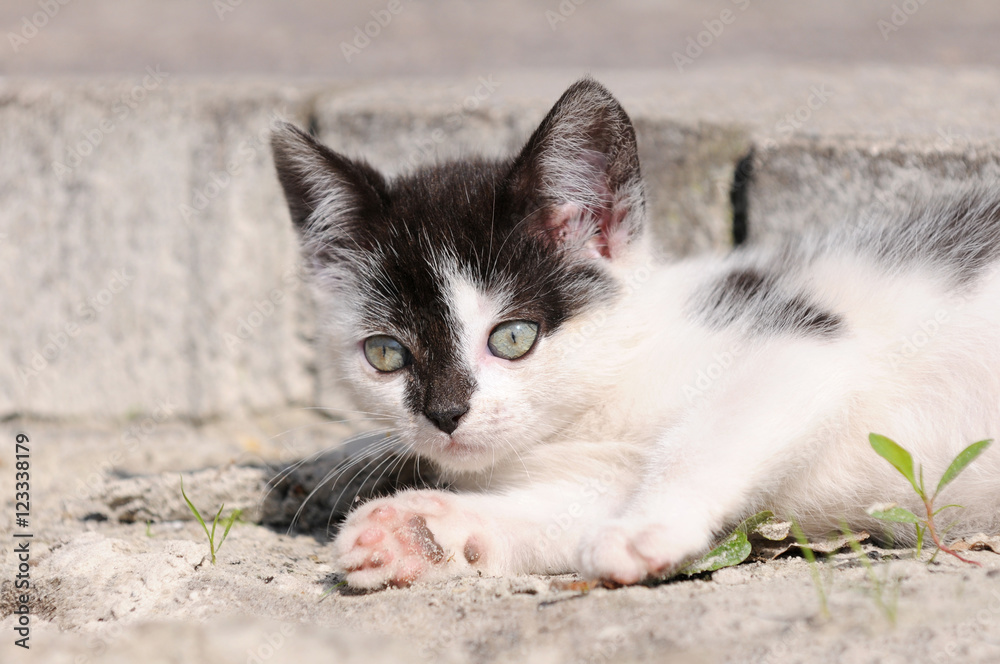 Obraz premium kitten lying in the nature