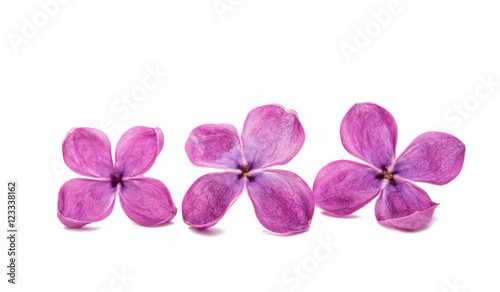 lilac flowers close up in studio