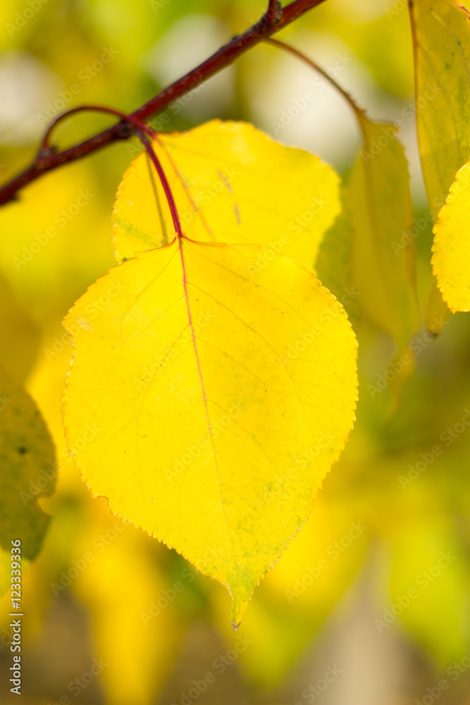 autumnal texture autumn leaves and flowers of yellow, red autumnal texture autumn leaves and flowers of yellow, red