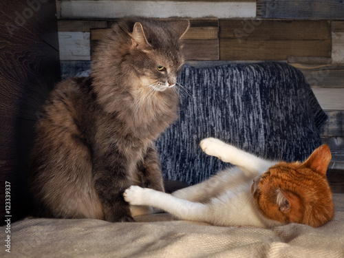 Photography Funny cat fighting playing on the bed