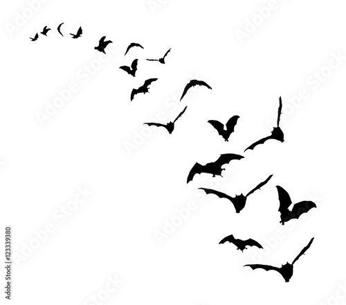 Bats