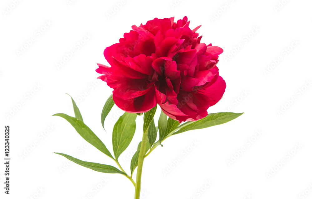 red peony red peony