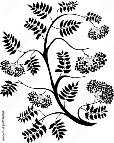 Cuadro en lienzo mountain ash