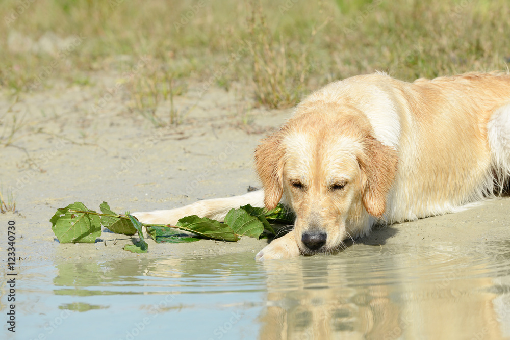 dog golden retriever lying and looking at the lake
