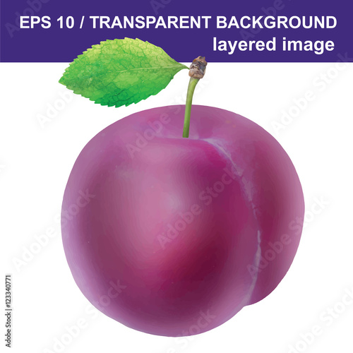 Plum with leaf isolated on whitevector EPS 10. Ripe plum isolated vector EPS 10. Plum berry fruit isolated on white background. Sweet plum. Plum on white. One plum isolated.