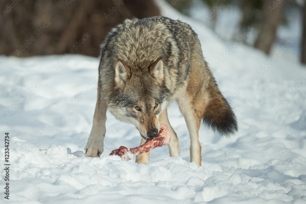 Naklejka premium A Lone Wolf in Snow