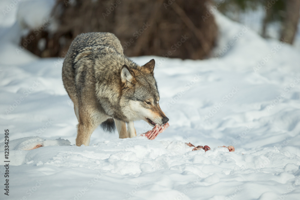 A solitary Wolf feeding in snow. A solitary Wolf feeding in snow.
