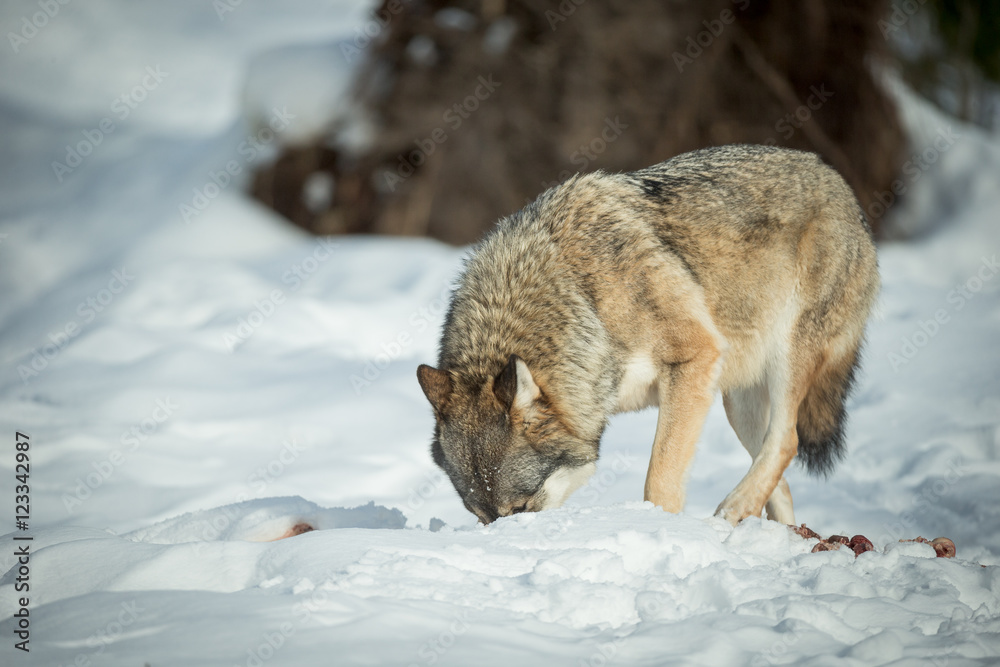 Fototapeta premium A solitary Wolf feeding in snow.
