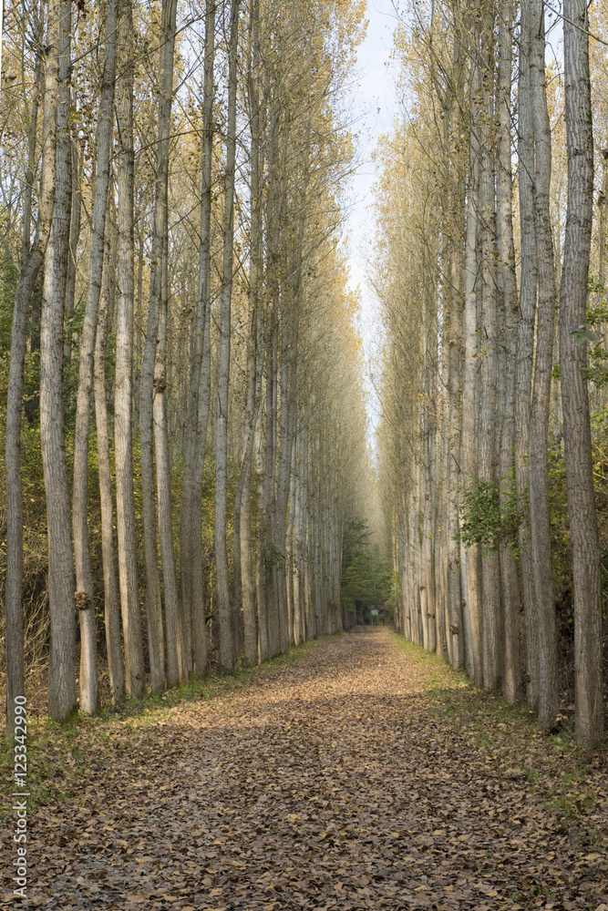 Obraz premium Poplar tree plantation in autumn