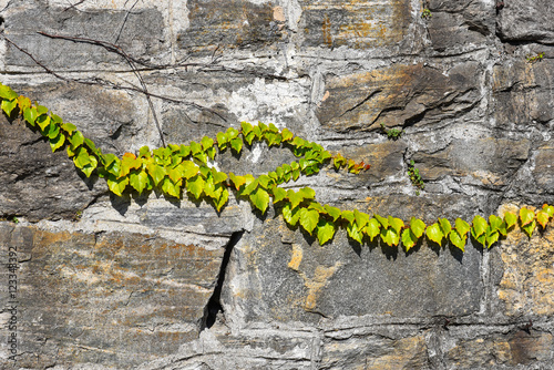 Edera verde rampicante sul muro in sassi
