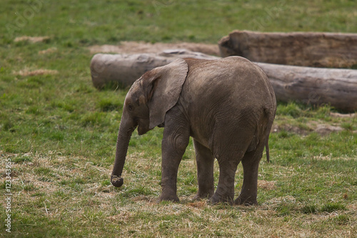 photo of a young African elephant playing on it s own