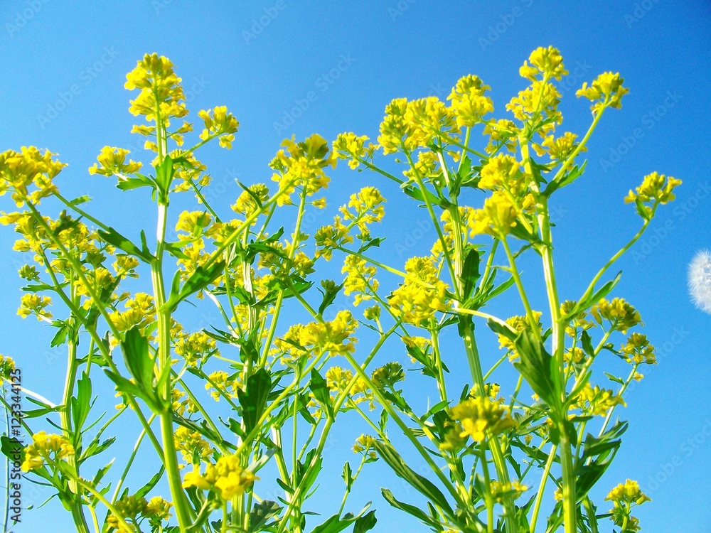 SANYO DIGITAL CAMERA