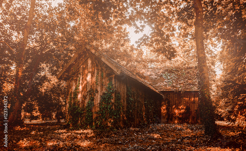 Autumn fall colors wooden house in a forest with trees and leaves in beautiful sunlight © Marcell Faber