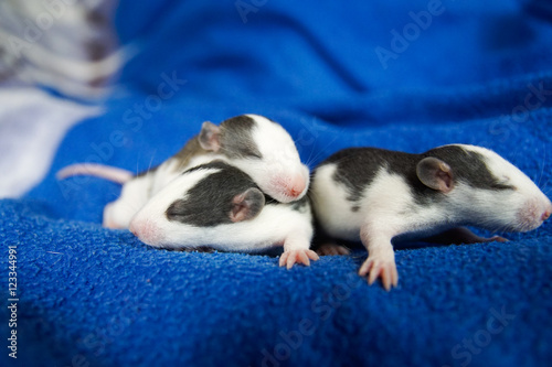 Szczurki na niebieskim tle © Aruru