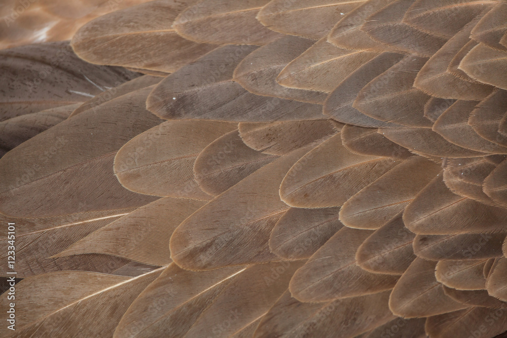 Obraz premium Griffon vulture (Gyps fulvus). Plumage texture