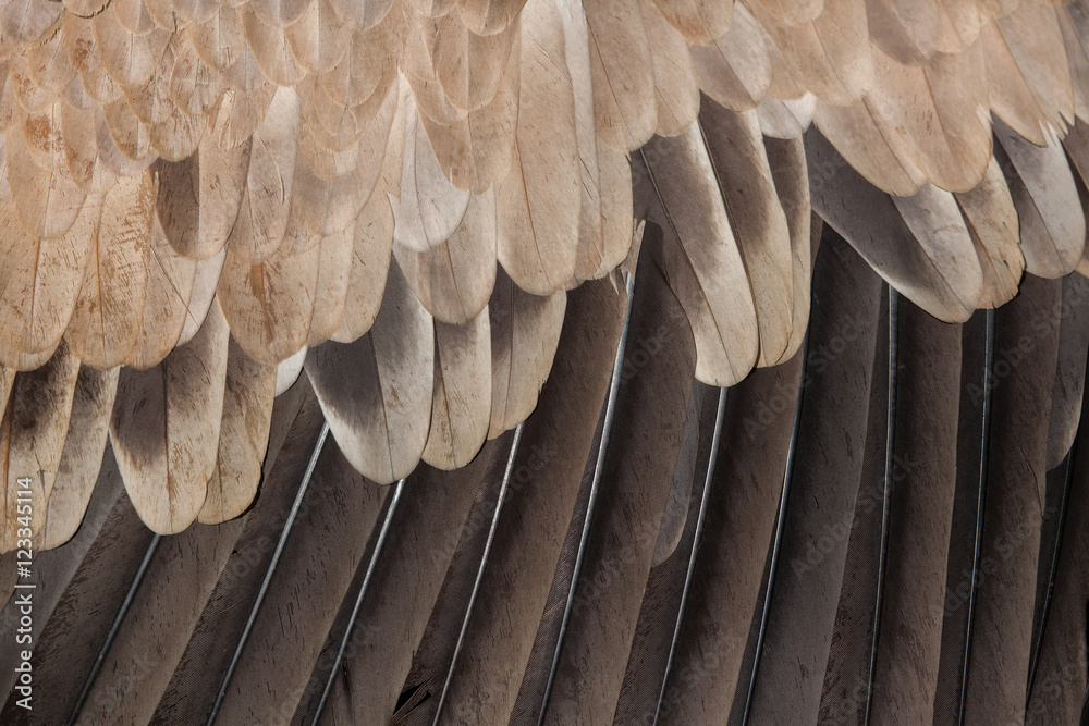 Obraz premium Cinereous vulture (Aegypius monachus). Plumage texture