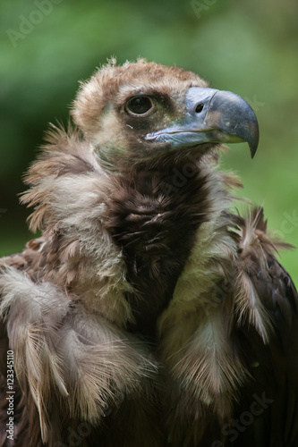 Cinereous vulture  Aegypius monachus 