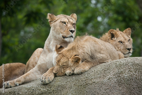 Lioness with two juvenile male lions  Panthera leo .