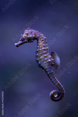 Short-snouted seahorse (Hippocampus hippocampus).