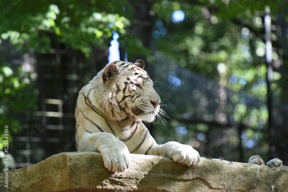 Obraz premium tigre blanc