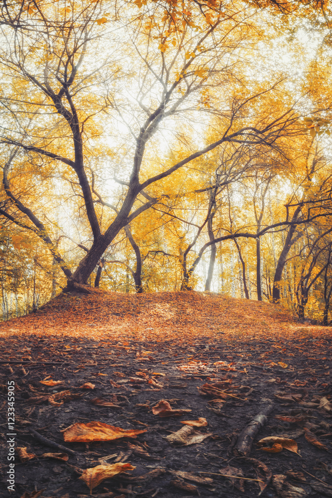 Autumn park/Tree in the autumn park, city Barnaul, Russia