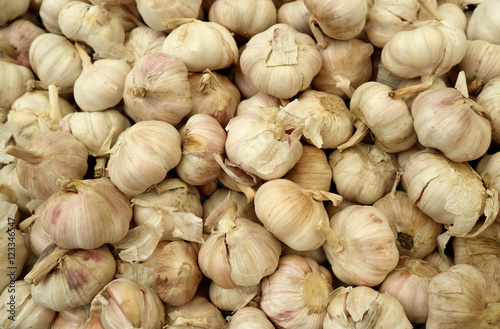 Garlic group.