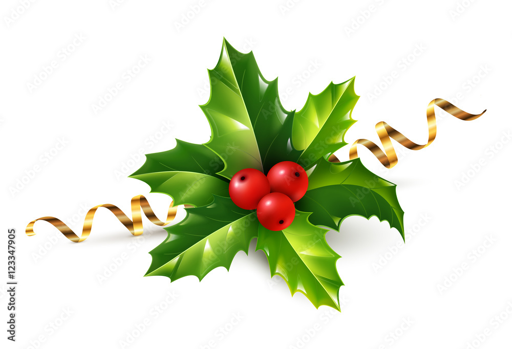 Christmas Holly. Holly Leaves and Red Berries Isolated on White