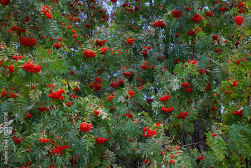  bright rowan berries on trees branches
