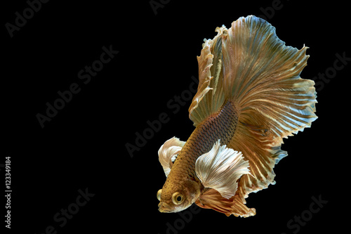 Betta fish © sippakorn