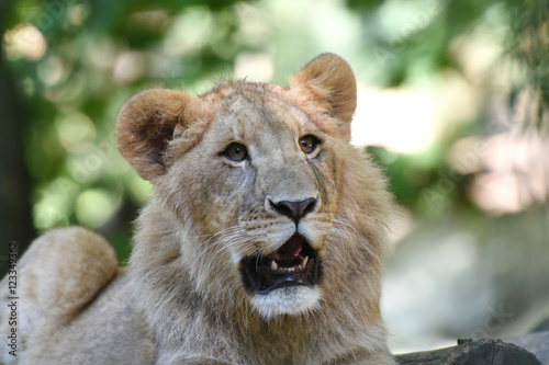 Fototapeta Naklejka Na Ścianę i Meble -  jeune lion