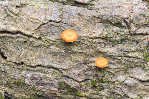 Mushrooms in the forest photo