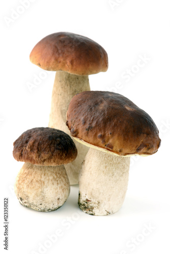 penny bun mushroom on isolated white background