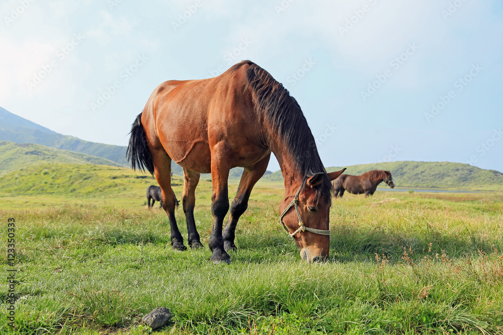 草千里ヶ浜 草を食む馬たち 草千里ヶ浜 草を食む馬たち