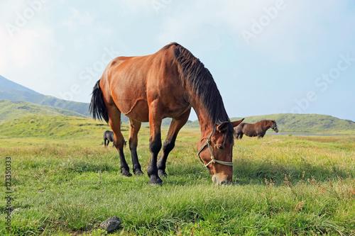 草千里ヶ浜 草を食む馬たち