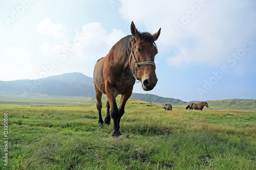 草千里ヶ浜の馬たち © kelly marken