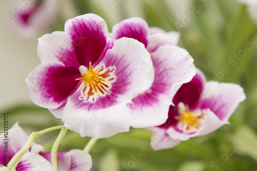 Tropical flowers  Miltonia hybrid.