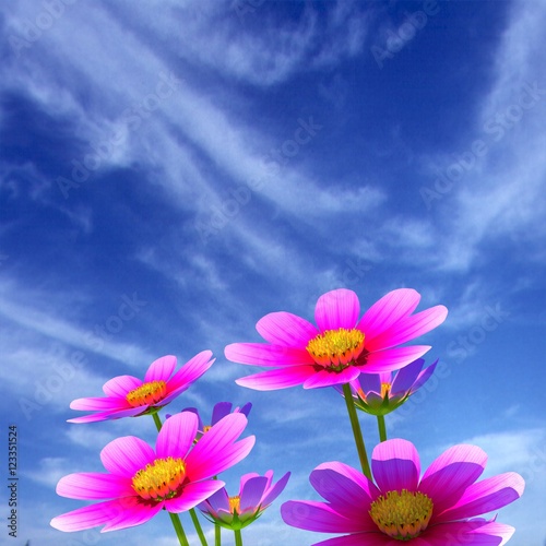 Beautiful Cosmos Flower against the sky. 3D illustration.
