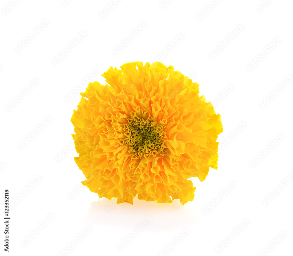 Marigolds flower isolated on a white background. Marigolds flower isolated on a white background.