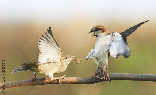 two birds fighting on a branch in autumn Park