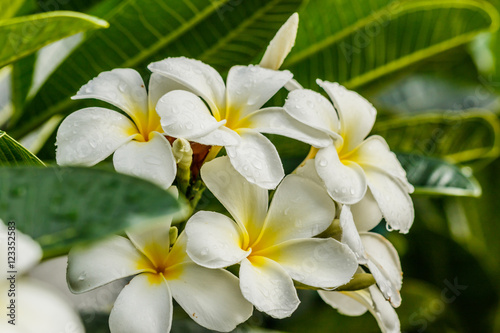 Frangipani, Plumeria on white background