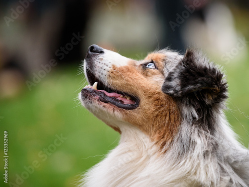 Beau chien Beautifull dog © Yannick DELONGLEE