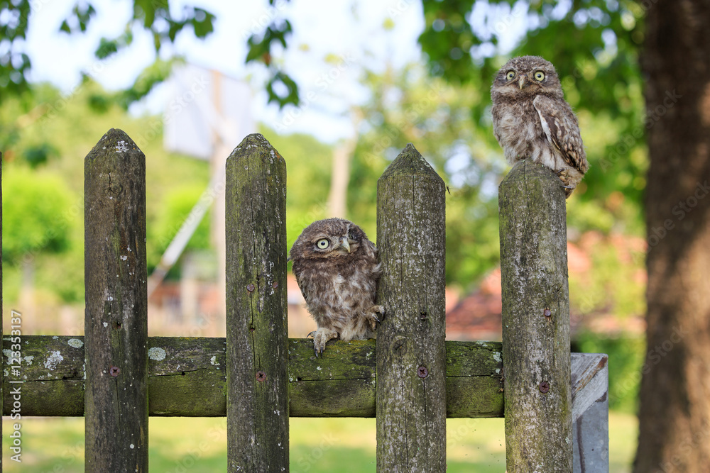 Naklejka premium Junge Steinkäuze