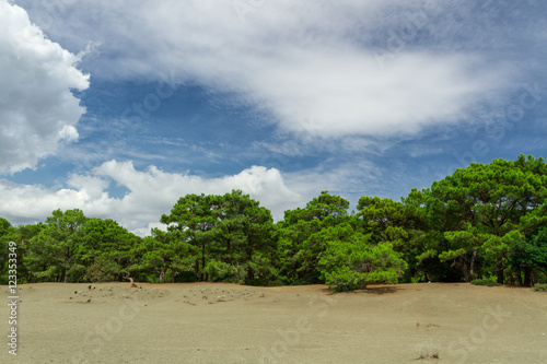 cedar on the sea shore © fotodaocomua