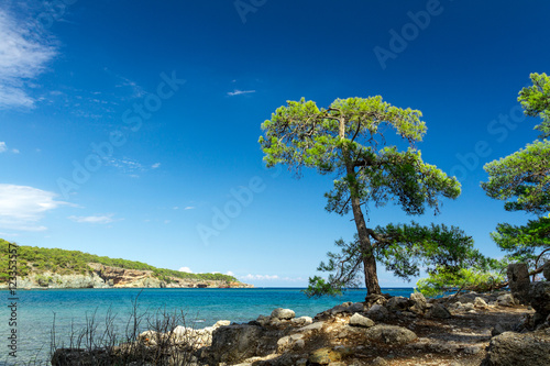 cedar on the sea shore photo