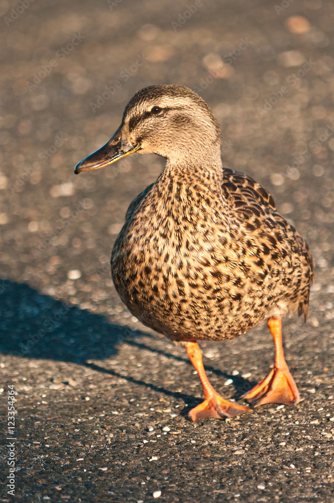 Female mallard duck walking on dirt road on back bay of island at sunrise Female mallard duck walking on dirt road on back bay of island at sunrise