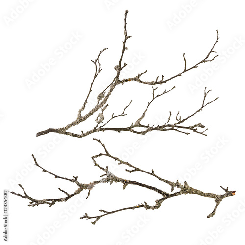 Dry tree branch with lichen isolated