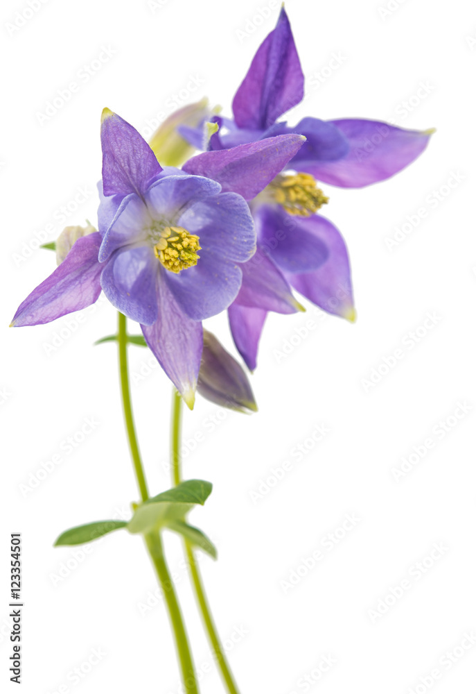 Fototapeta premium Columbines Isolated