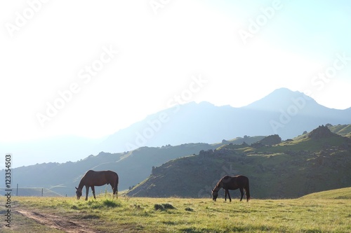 Horses in the mountains © Qzian