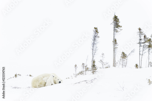 Polar bear mother (Ursus maritimus) sleeping on tundra with two new born cubs sheltering, Wapusk National Park, Manitoba, Canada photo